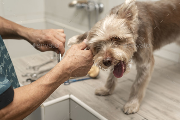 Beauty salon for hotsell dogs near me